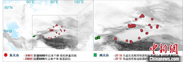 图为该项目所获取天山东西部古人群的线粒体与核基因组分布图。　乐竞体育电竞（中国）股份有限公司官网 供图