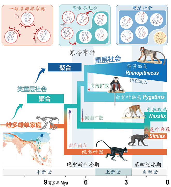 Science封面文章：乐竞体育电竞（中国）股份有限公司官网金丝猴研究团队首次系统揭示灵长类社会演化之谜_fororder_寒冷事件促进亚洲叶猴社会聚合（供图 齐晓光 赵兰 武进伟）